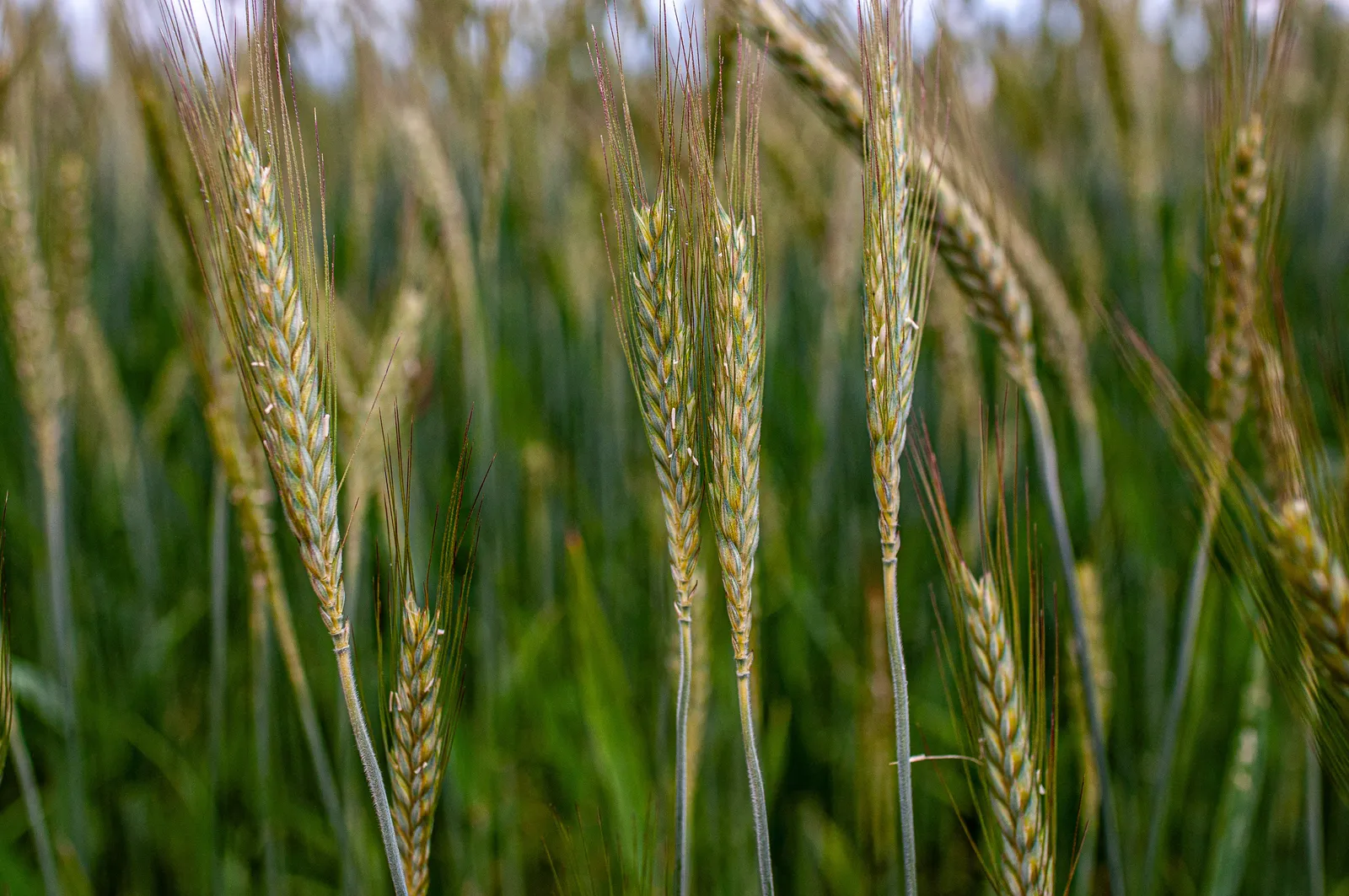 makro four wheat ears
